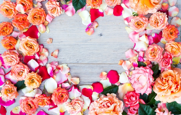 Бутоны роз на сером фоне крупным планом