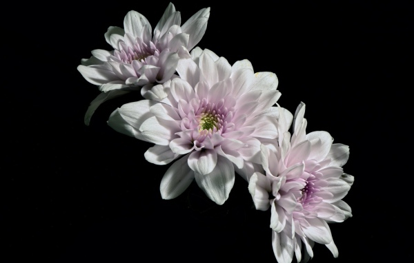 Три розовых цветка хризантемы на черном фоне
