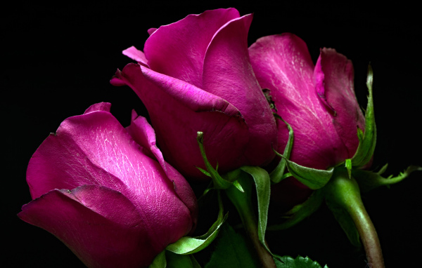 Три розовые розы на черном фоне 