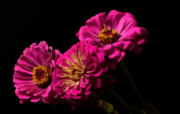Три розовых цветка циннии на черном фоне