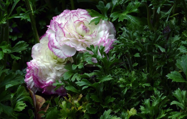 Два красивых цветка лютика в зеленых листьях 