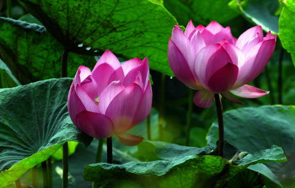 Два красивых розовых цветка водяной лилии в зеленых листьях