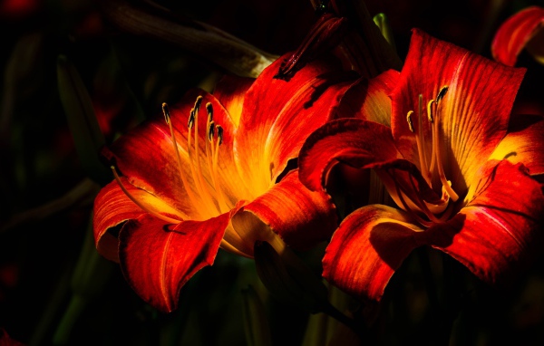 Две оранжевые лилии на клумбе