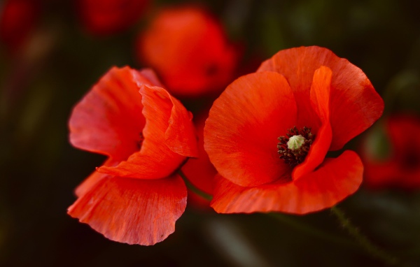 Два алых мака крупным планом
