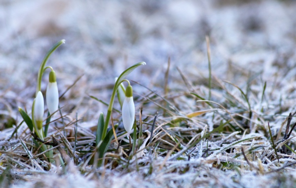 Два нежных белых подснежника на покрытой инеем траве 