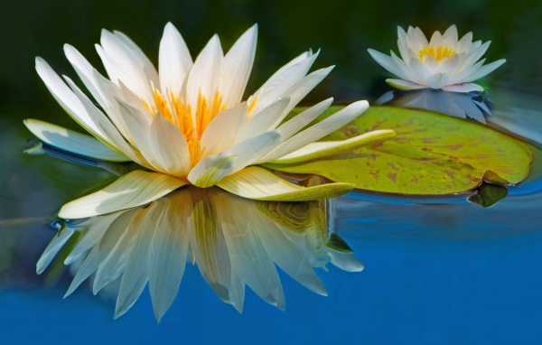 Два цветка водяной лилии отражаются в воде с зеленым листом