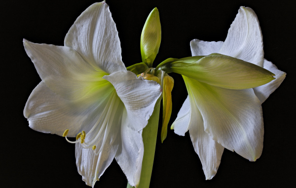Два белых цветка амариллиса на черном фоне 