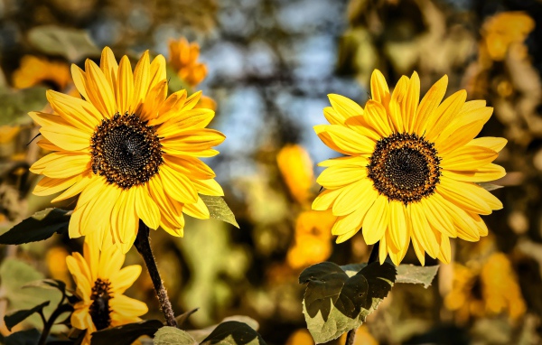 Два желтых цветка подсолнуха крупным планом