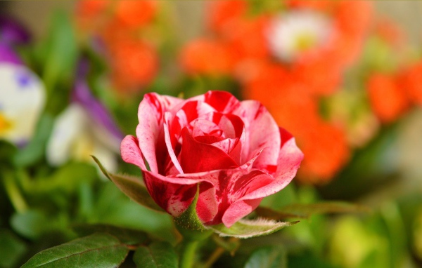 Необычная красивая роза крупным планом