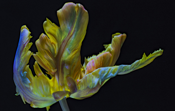 Необычный тюльпан на черном фоне крупным планом