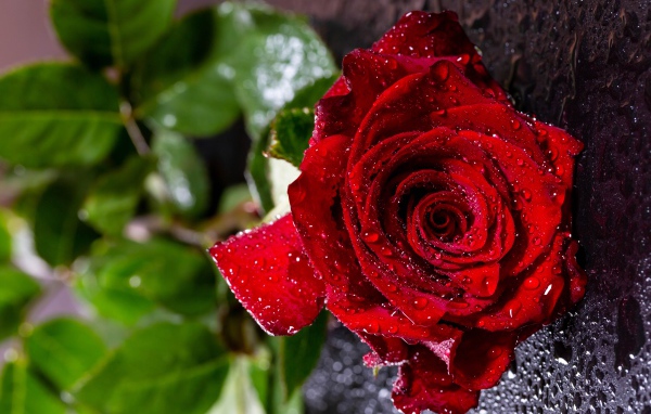 Мокрая красная роза на черной поверхности 