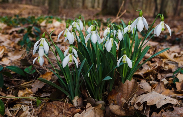 Белые красивые подснежники на сухой листве