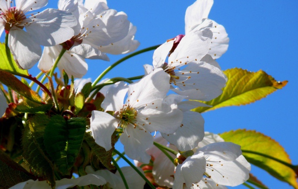 Белые цветы вишни с зелеными листьями на фоне голубого неба весной