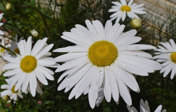 Белые ромашки с желтой серединкой с каплями воды на лепестках