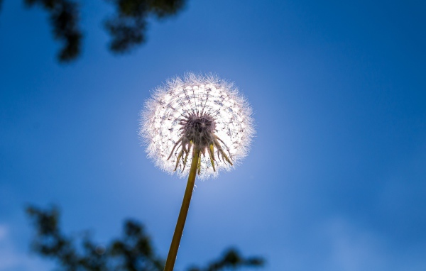 Белый одуванчик на фоне голубого неба 