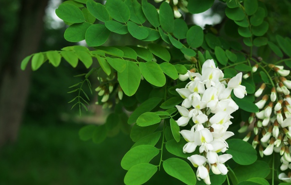 Белые цветы акации с зелеными листьями крупным планом