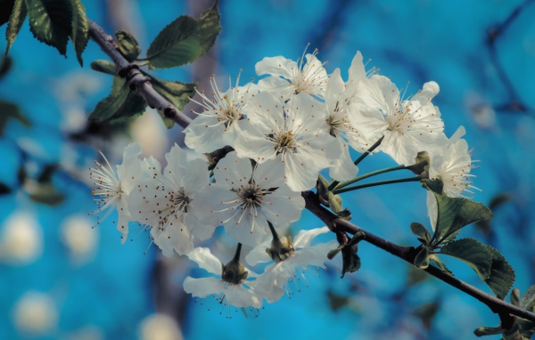 Белые цветы на ветке с зелеными листьями под голубым небом