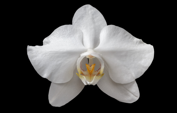 Белая орхидея на черном фоне крупным планом