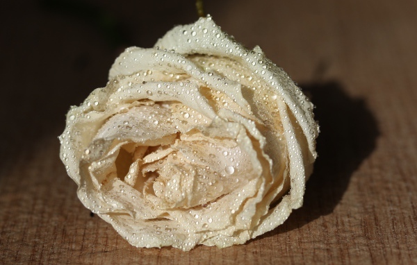 Белый цветок розы в каплях росы 
