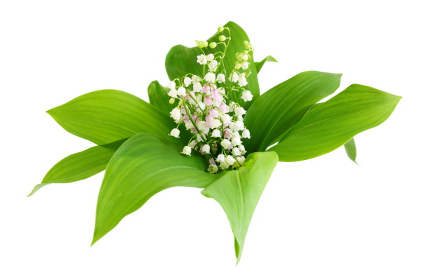 Белые нежные ландыши в зеленых листьях на белом фоне