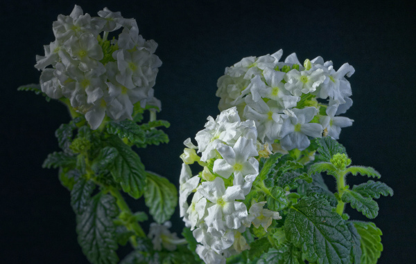 Белые цветы вербены на сером фоне