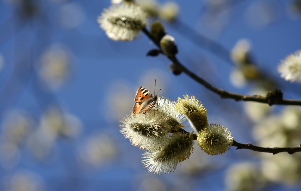 Ветки вербы с бабочкой в лучах солнца