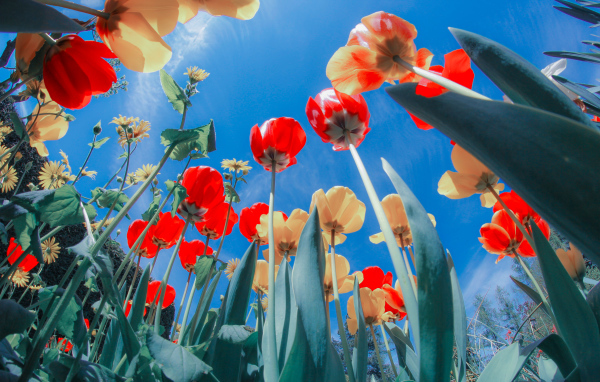 Желтые и красные тюльпаны на клумбе под голубым небом