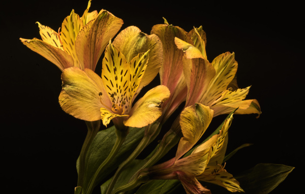 Желтые красивые цветы альстромерия на черном фоне