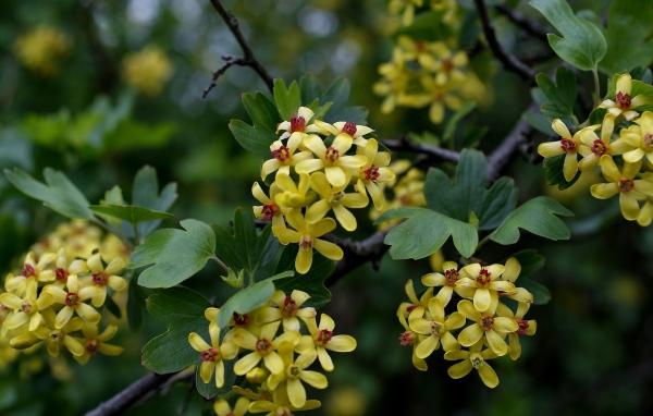 Желтые цветы смородины на ветках весной
