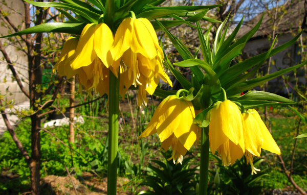 Желтые садовые цветы рябчики