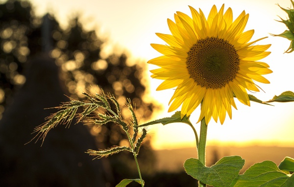 Желтый цветок подсолнуха на поле с колосом