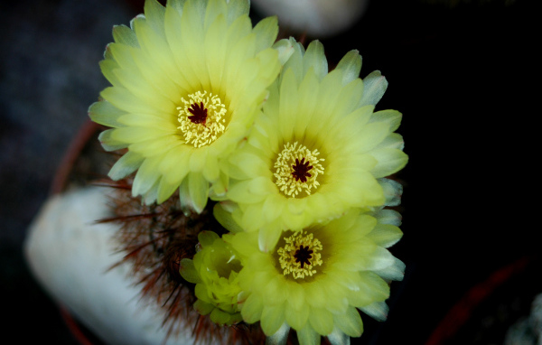 Желтые нежные цветы кактуса 