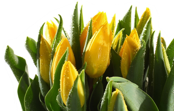 Желтые мокрые тюльпаны с зелеными листьями на белом фоне