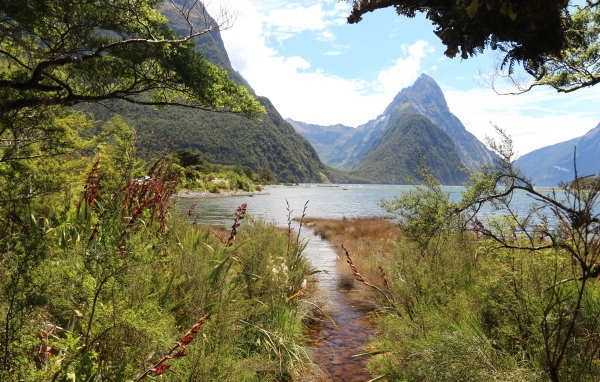 Вид на горы и озеро из лесных зарослей