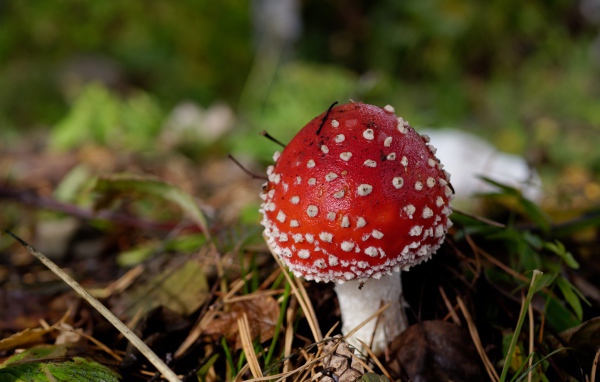 Красный гриб мухомор в траве осенью
