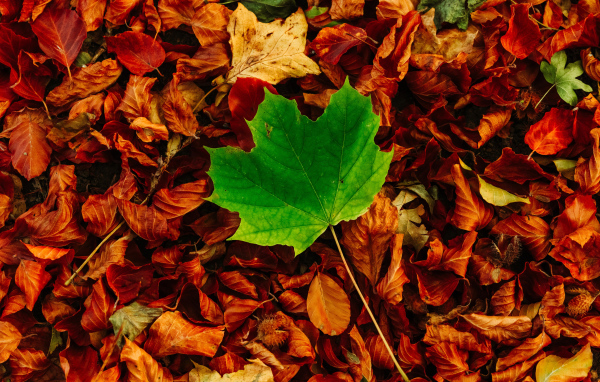 Green maple leaf lies on dry foliage
