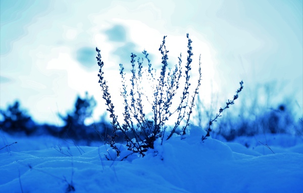 Трава в заснеженном лесу на закате солнца