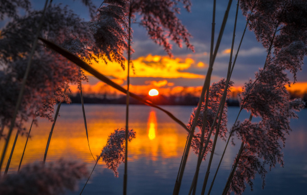 Тростник у воды на закате солнца 