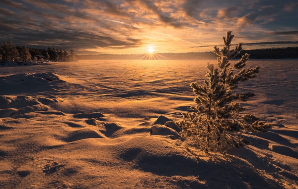 Заснеженное поле с елью на рассвете зимой 