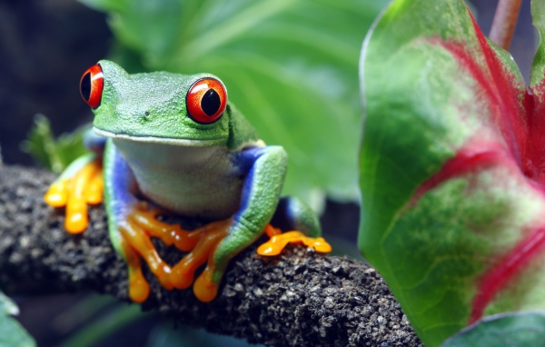 Большая зеленая лягушка с красными глазами сидит на ветке 