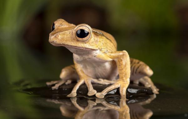 Лягушка с большими глазами сидит в воде на камне