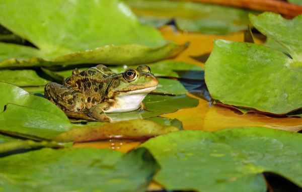 Зеленая лягушка сидит на зеленом листе в пруду