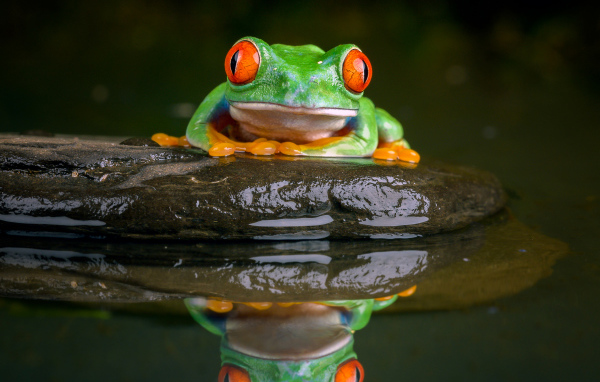 Зеленая лягушка с красными глазами сидит на камне в воде