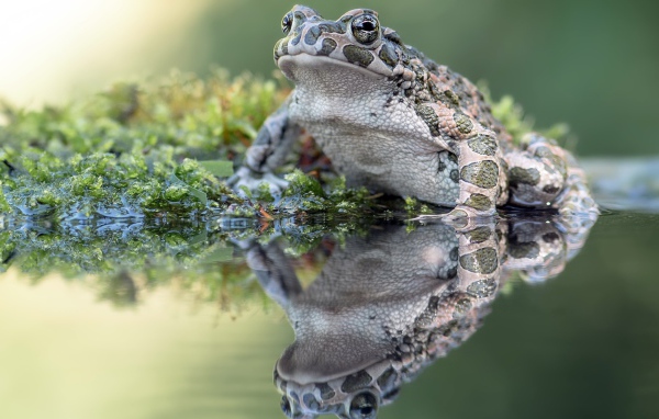 Big frog sits on seaweed in a pond