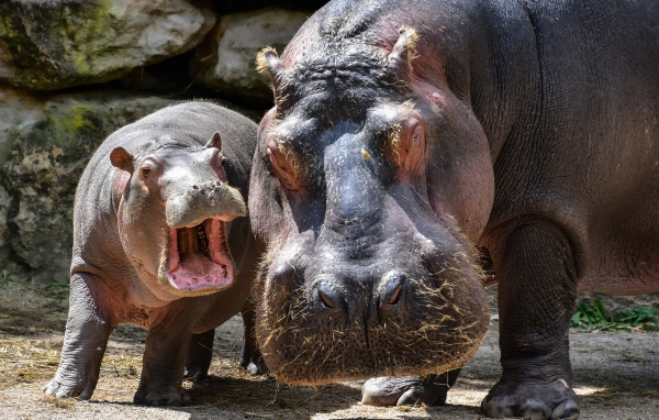 Большой гиппопотам с детенышем в зоопарке 