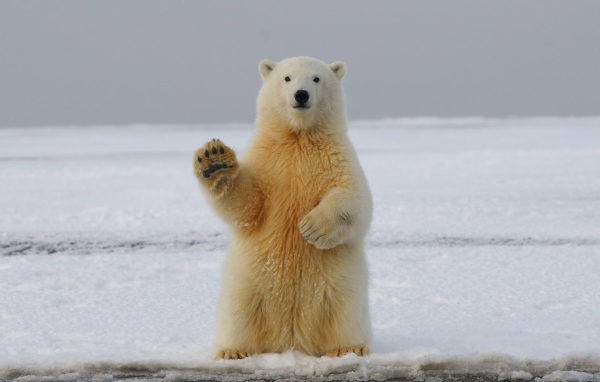 A large polar bear sits in the snow with a raised paw.