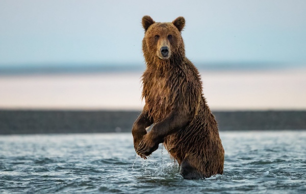Большой бурый медведь охотится в реке 
