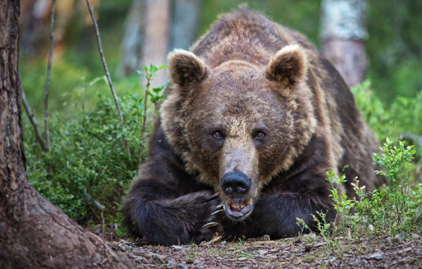 Большой бурый медведь лежит в лесу у дерева