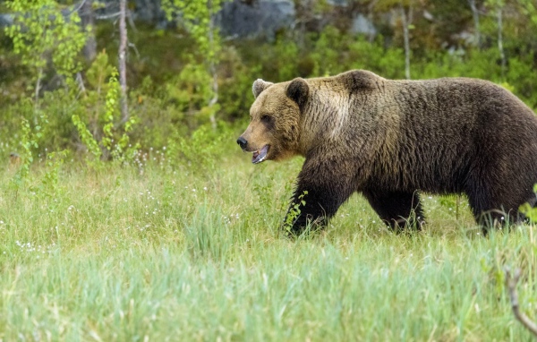 Большой бурый медведь идет по зеленой траве в лесу