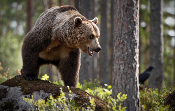 Большой грозный бурый медведь стоит в лесу
